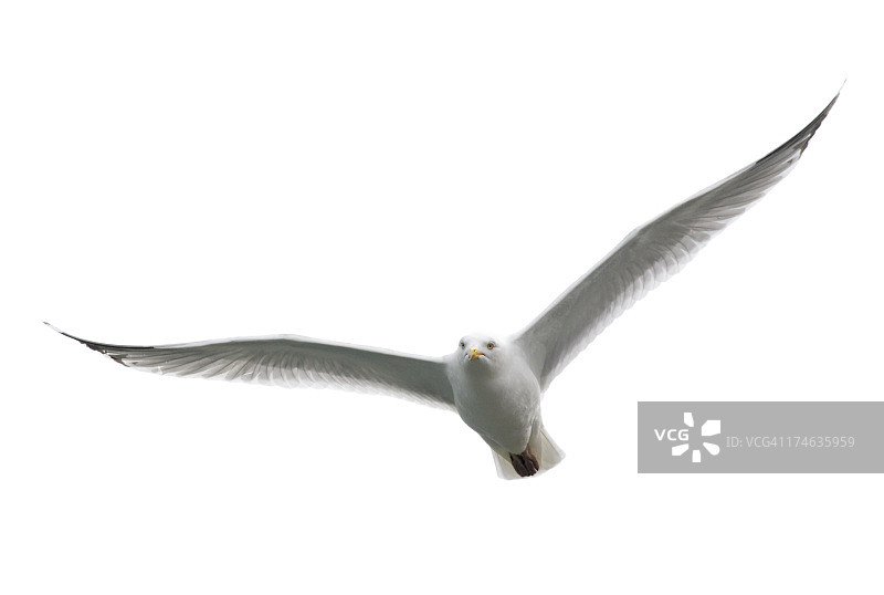 飞向镜头的愤怒的白色海鸥图片素材