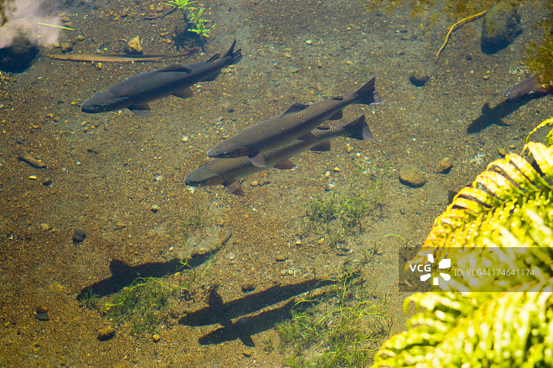 虹鳟鱼图片素材