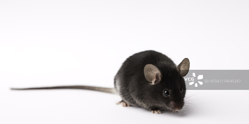 浅色背景下的实验研究用小白鼠图片素材