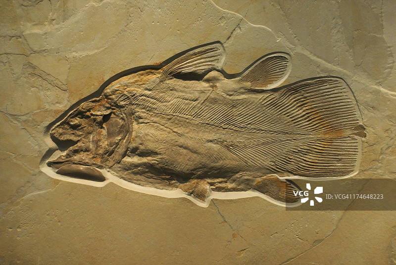 鱼类化石图片素材