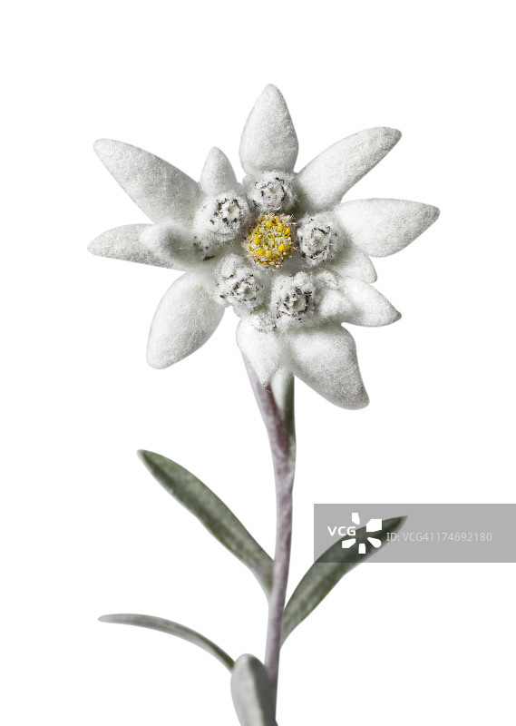 雪绒花图片素材