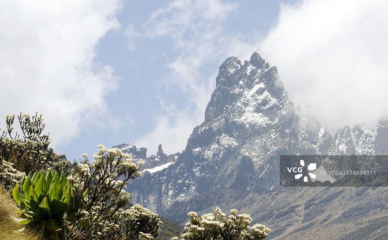 肯尼亚山下的高地植物图片素材