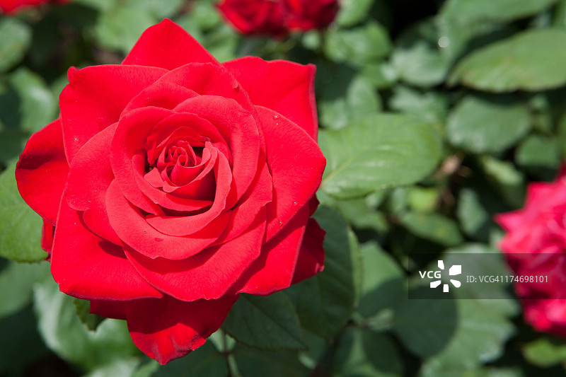 红玫瑰图片素材