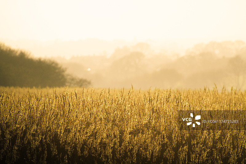 河岸边的朦胧日子图片素材