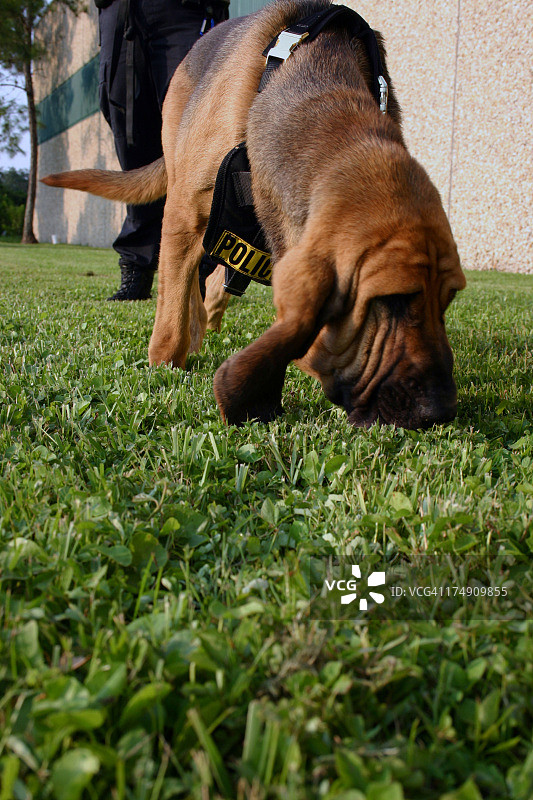 警犬K-9寻血猎犬图片素材