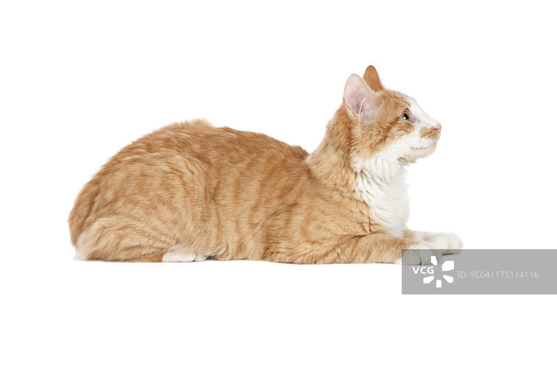 姜的猫图片素材