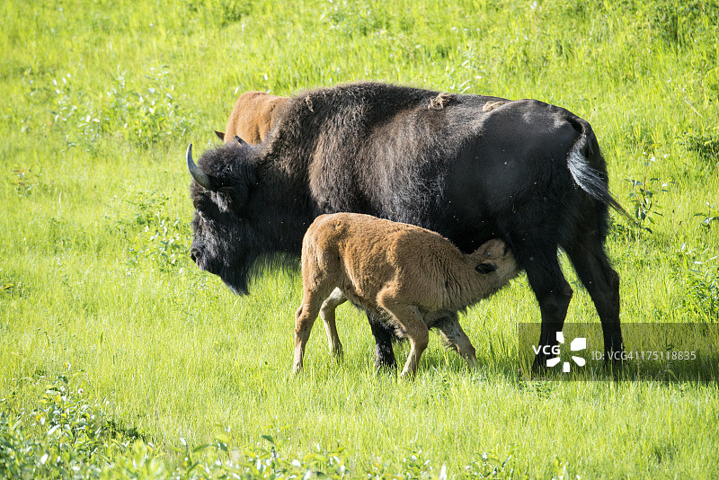 幼崽林地野牛图片素材