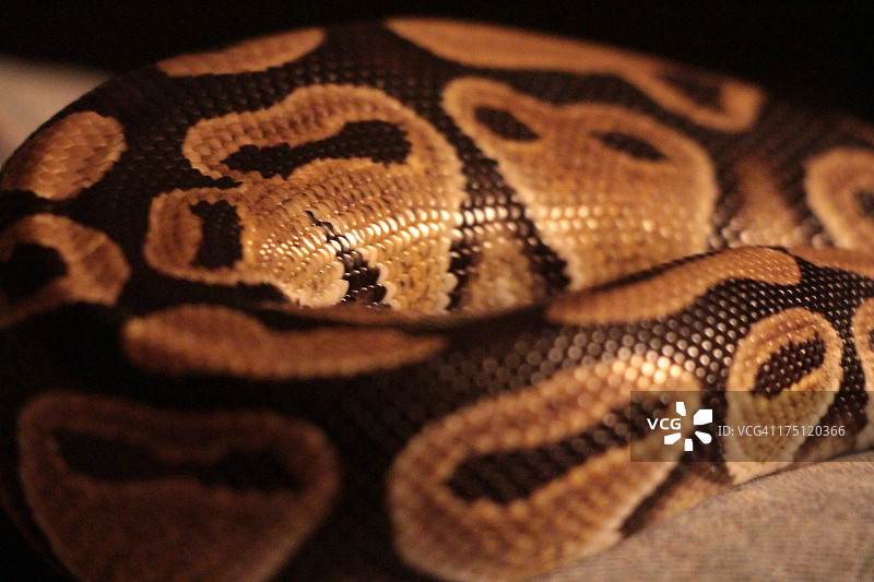 蟒蛇图片素材