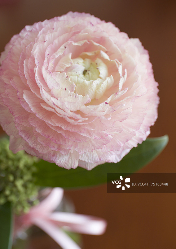 毛茛属植物图片素材