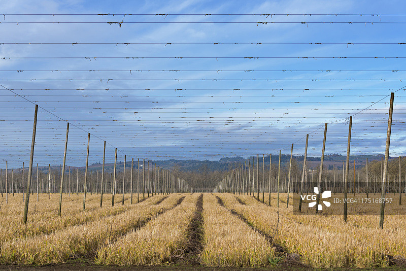 美国俄勒冈州威拉米特河谷的啤酒花架景观图片素材