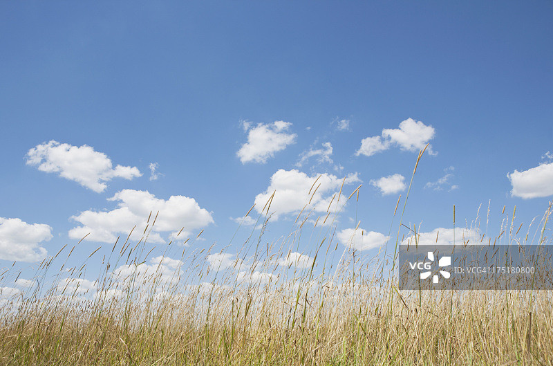 美国宾夕法尼亚州草地上空的积云图片素材