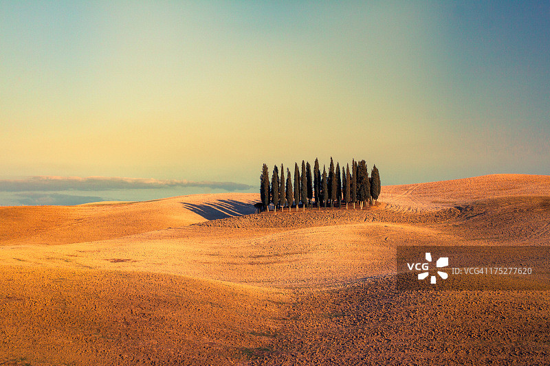 托斯卡纳的柏树丛林图片素材