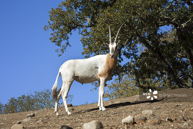 剑角羚（原产于北非）图片素材