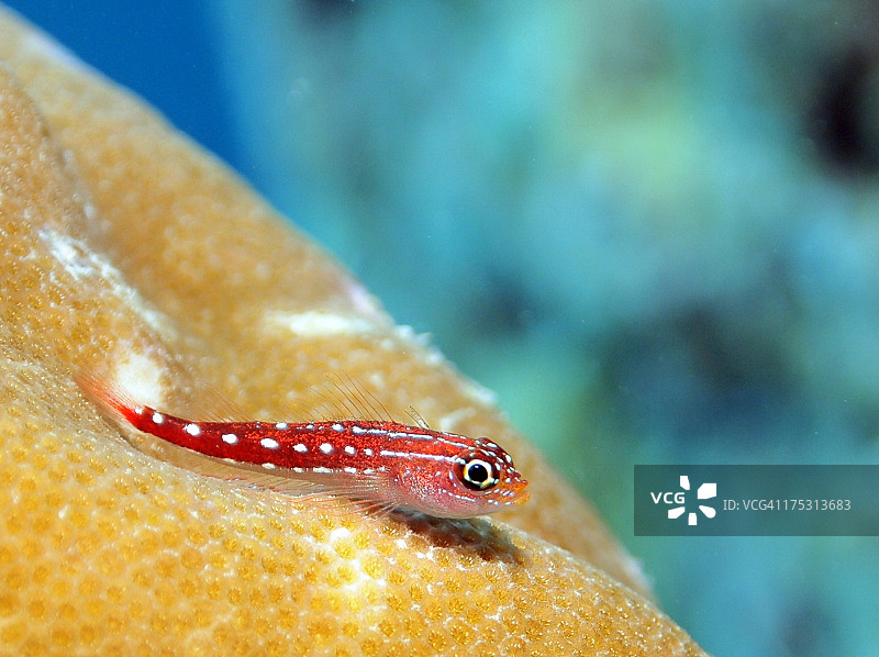 珊瑚上的马尔代夫三鳍鱼图片素材