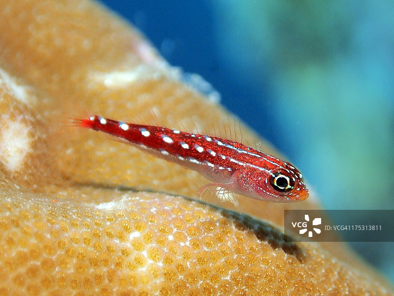 珊瑚上的马尔代夫三鳍鱼图片素材