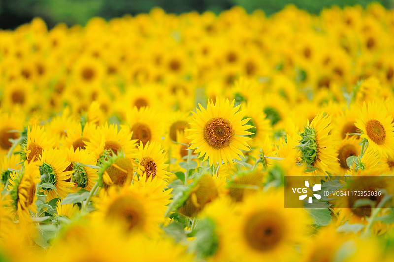 向日葵田图片素材