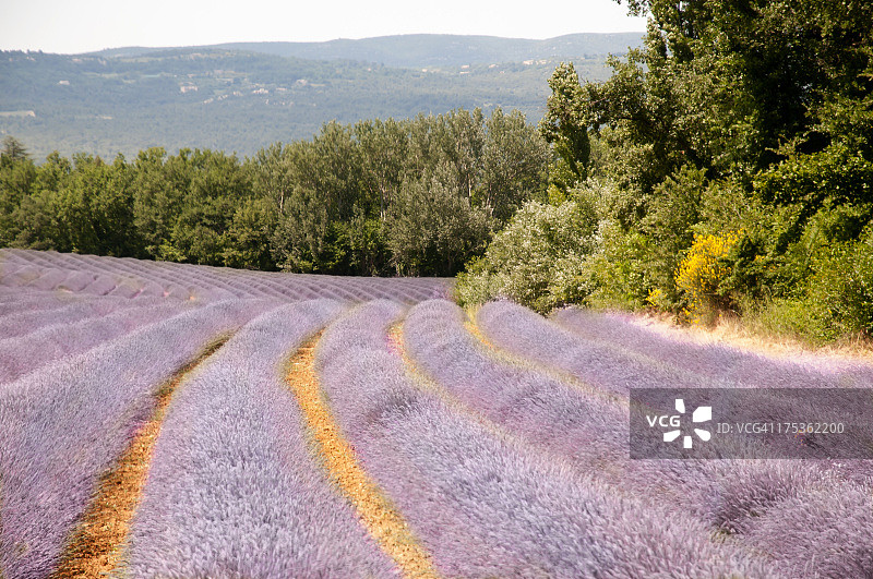 法国普罗旺斯的薰衣草田图片素材