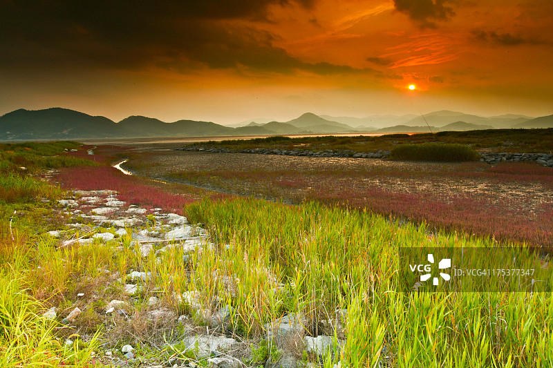 韩国顺天湾湿地图片素材