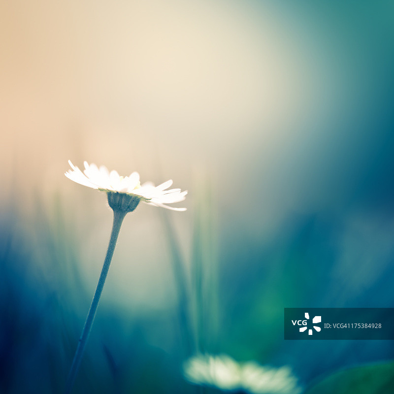 田野里的甘菊图片素材