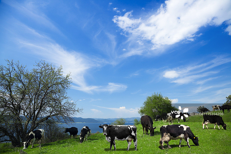 田野上的奶牛图片素材