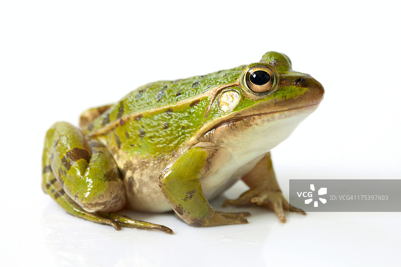 青蛙图片素材