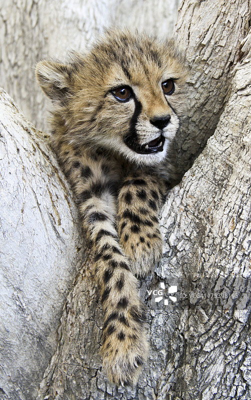 猎豹幼崽图片素材