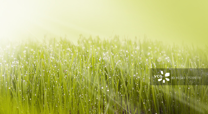 田野里的草叶图片素材