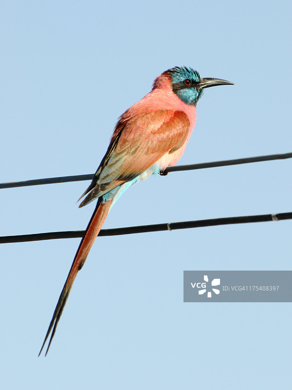 北朱红蜂虎，索马里图片素材