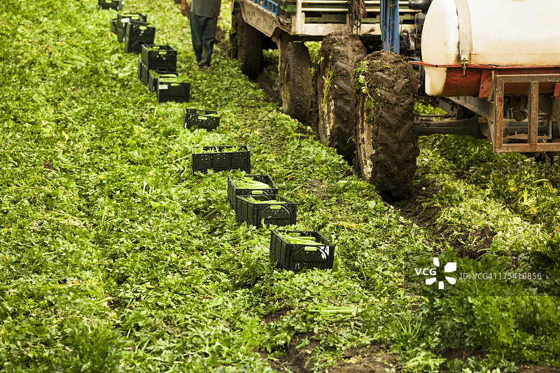 农场工人在肥沃的农田上收获芹菜图片素材
