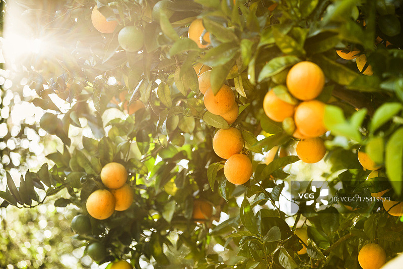 成熟的柑橘橙子园图片素材