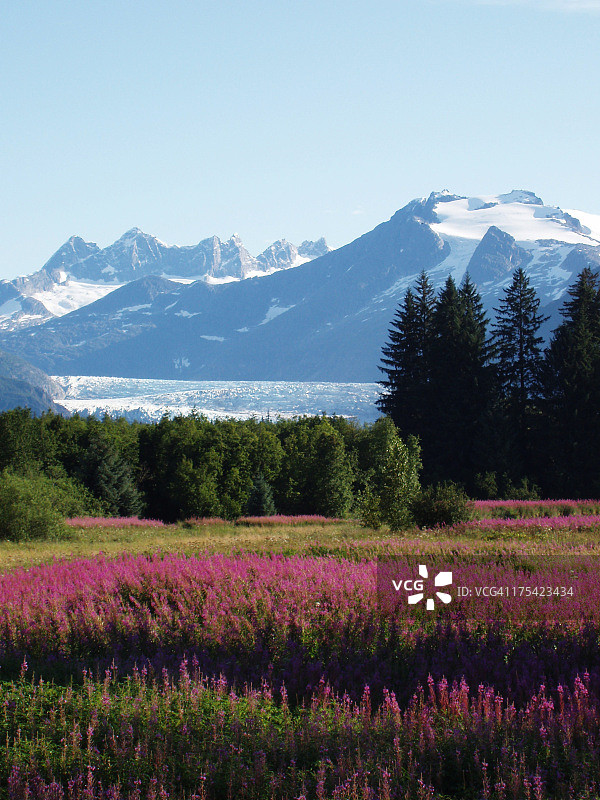 柳兰与冰川图片素材