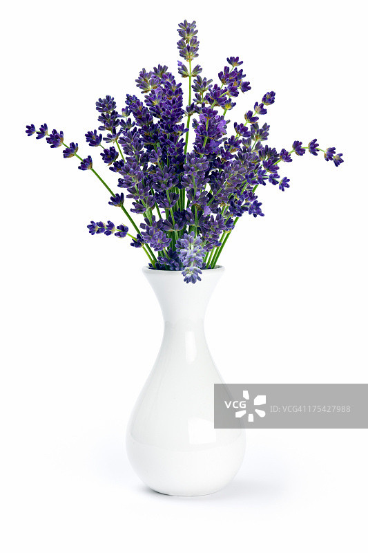花瓶里的薰衣草图片素材