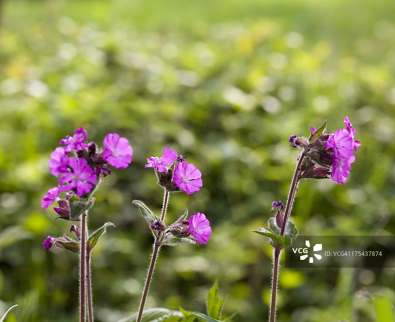红石竹图片素材