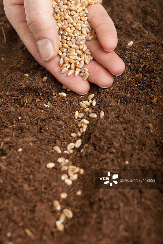 小麦播种图片素材