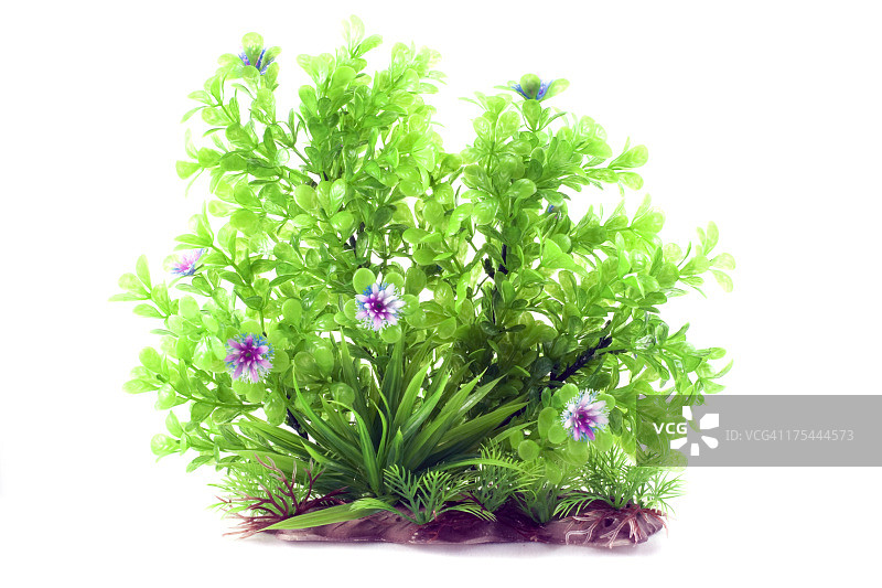 水族箱植物图片素材