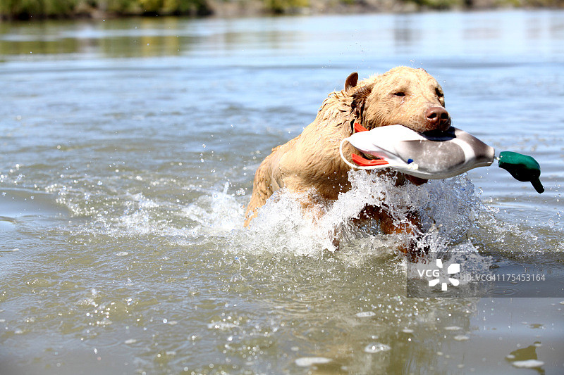 切萨皮克湾寻回犬幼犬的寻回训练鸭图片素材