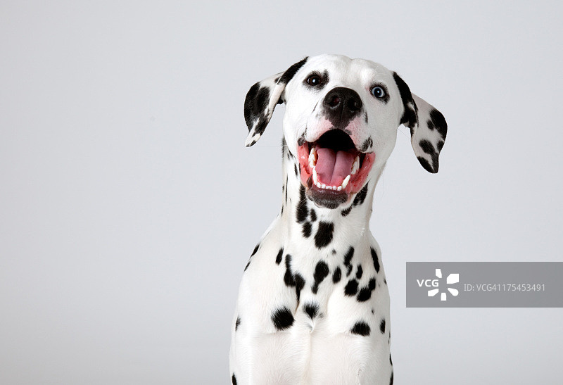 达尔马提亚图片素材