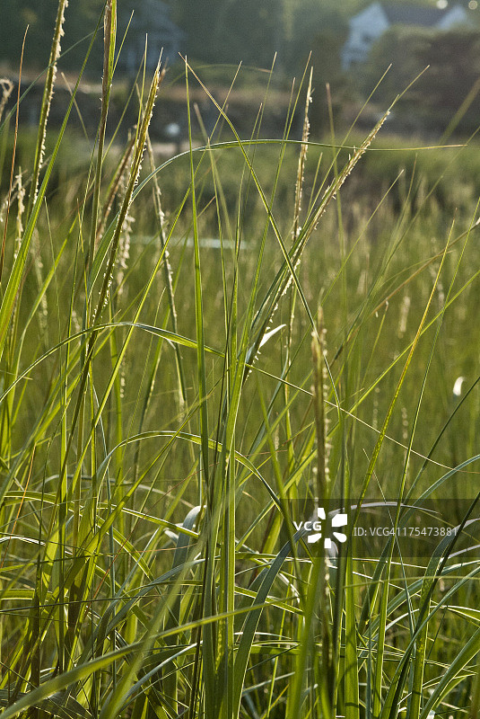 科德角韦尔夫利特的海草图片素材