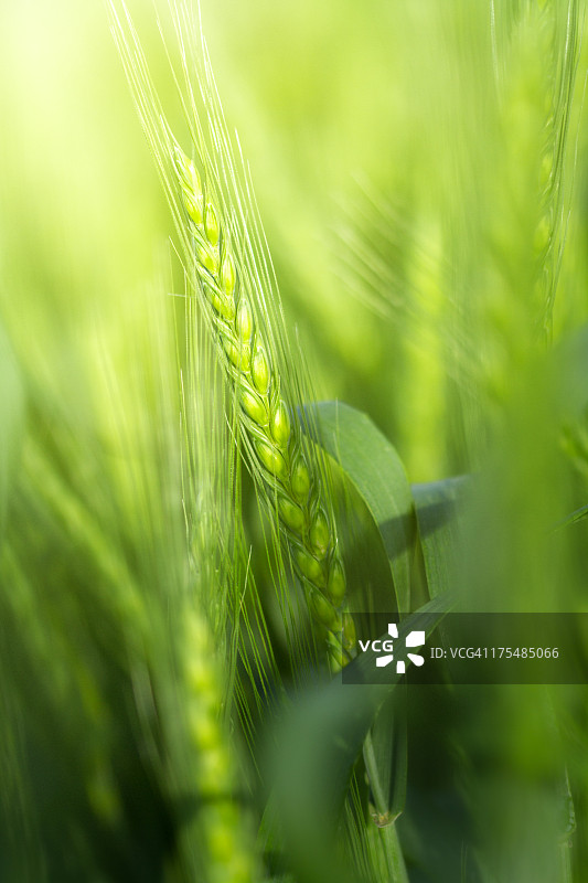 清晨的绿色麦秆图片素材