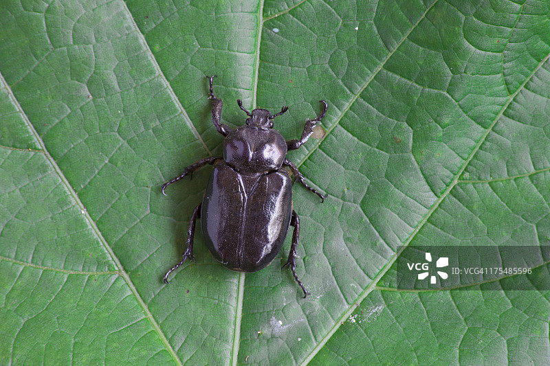 甲虫图片素材