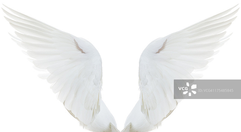 展开翅膀的白色鸽子图片素材