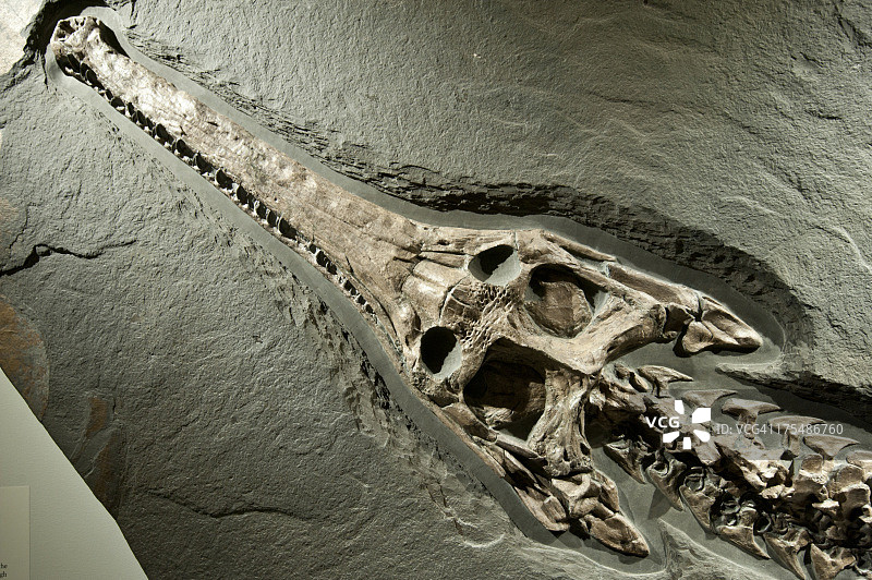 古代鳄鱼化石图片素材