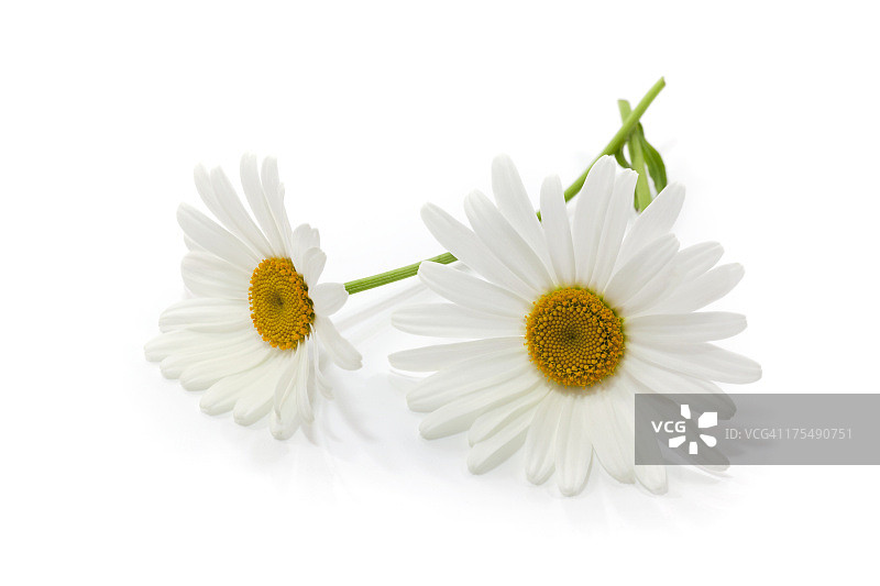 白色背景上的两朵白色雏菊特写图片素材