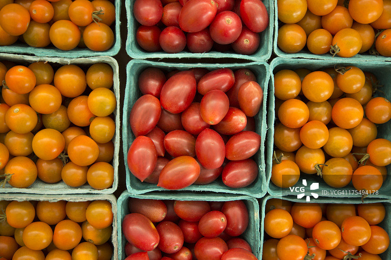 有机种植的樱桃番茄图片素材