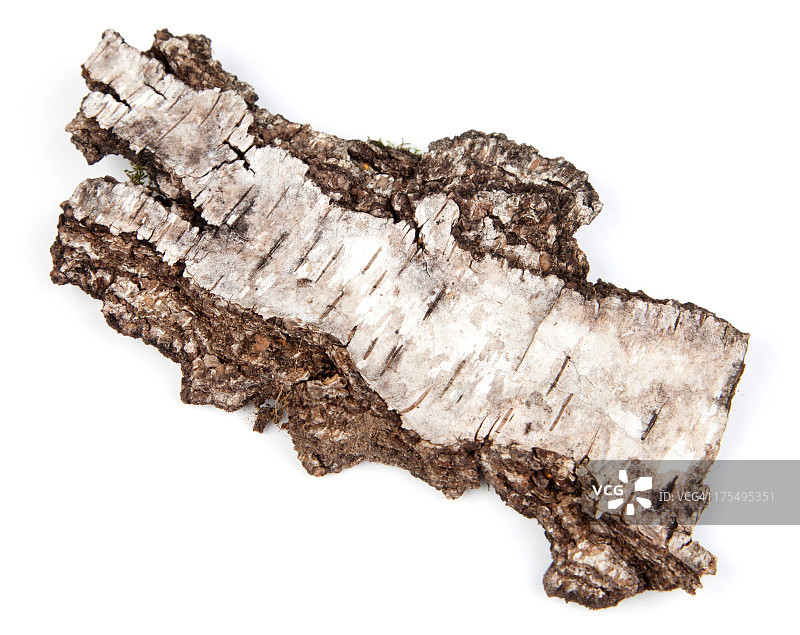 柳树皮图片素材