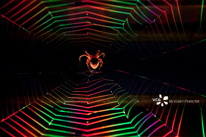 蜘蛛网图片素材