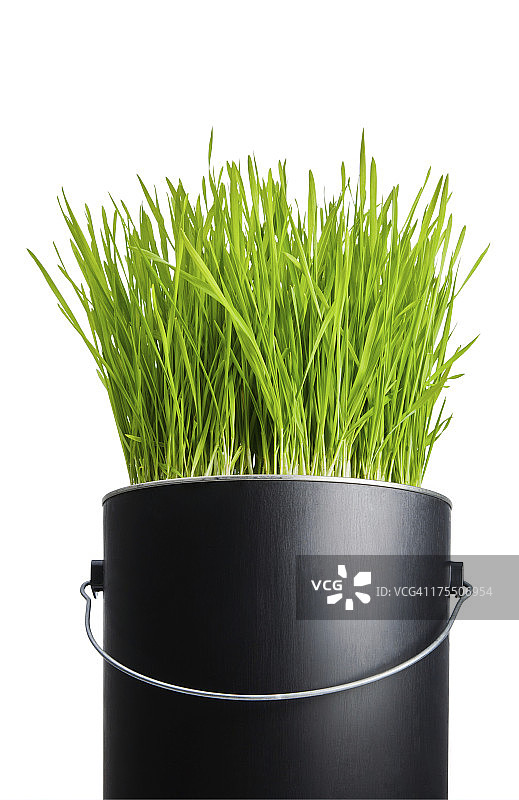 黑色塑料油漆桶里生长的草图片素材