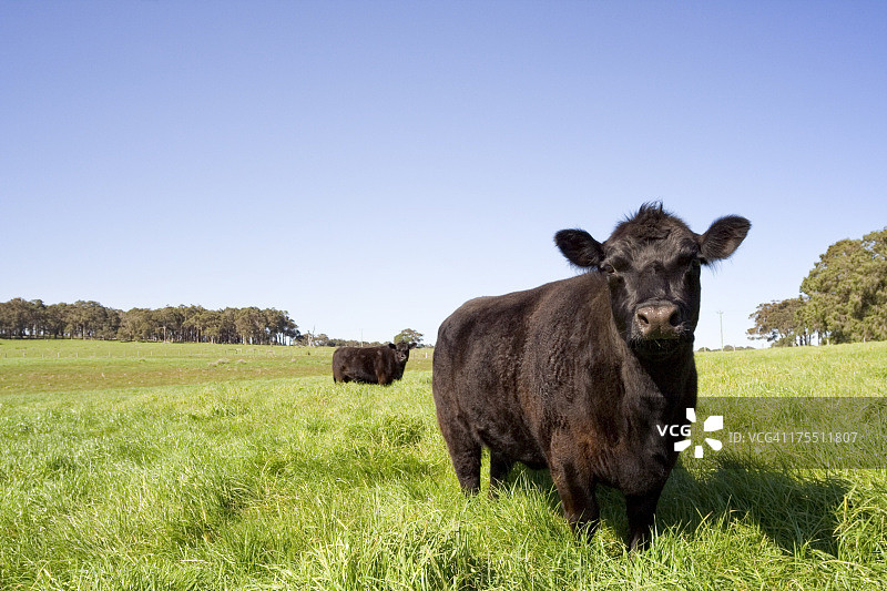 农场放牧动物图片素材