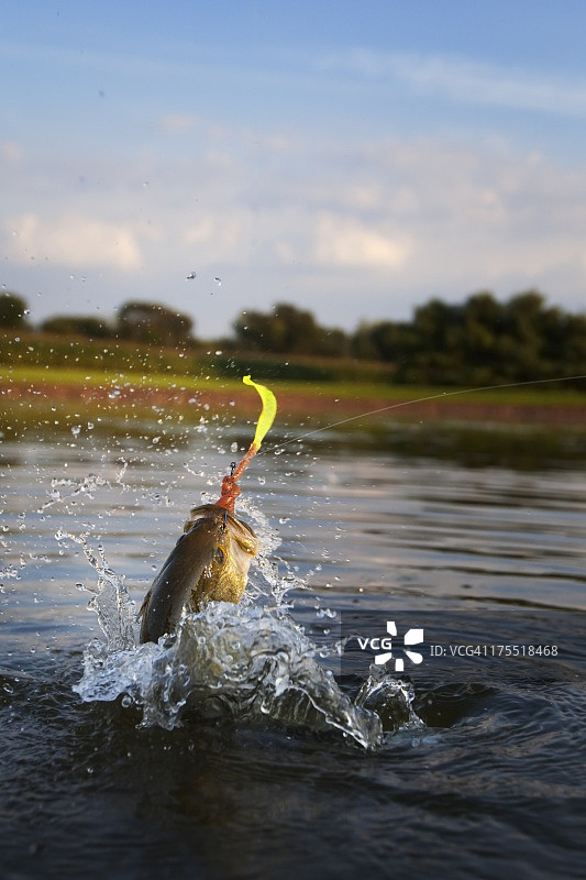 跃出水面的大口黑鲈图片素材