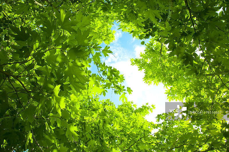 新鲜的绿叶图片素材